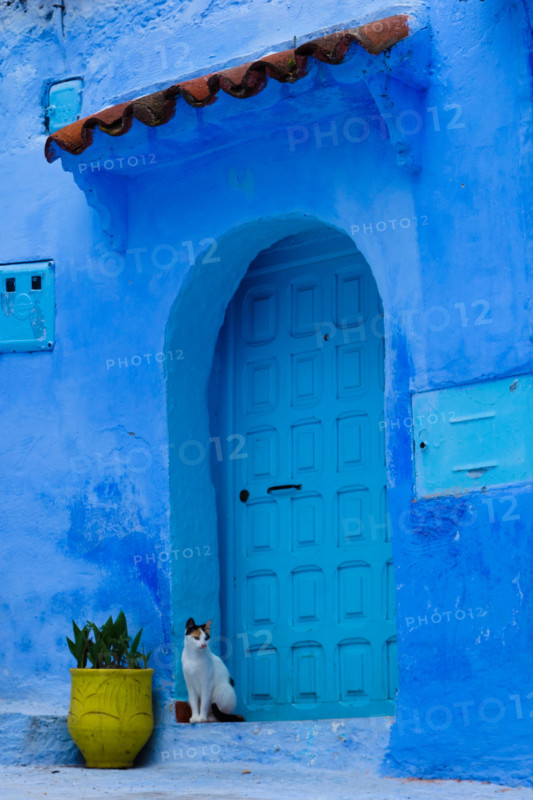 Traditional moroccan architectural details including a cat and typical colorful flowerpots in the Blue City, Chefchaouen, Morocco