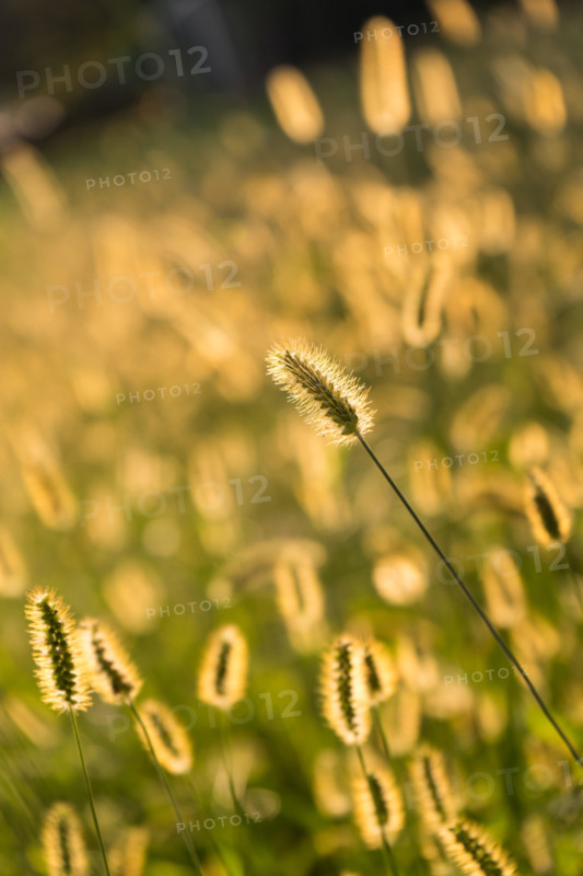 wild plants at sunset during the golden hour with soft bokeh in the background