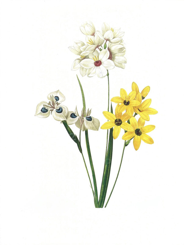 Antique illustration of a vienfseuxie a taches bleuesengraved by Pierre-Joseph Redoute (1759 - 1840), nicknamed "The Raphael of flowers".