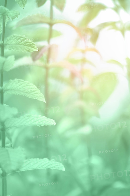 Neo mint color background, close-up on mint leaves toned in trendy shade of light green color, copy-space