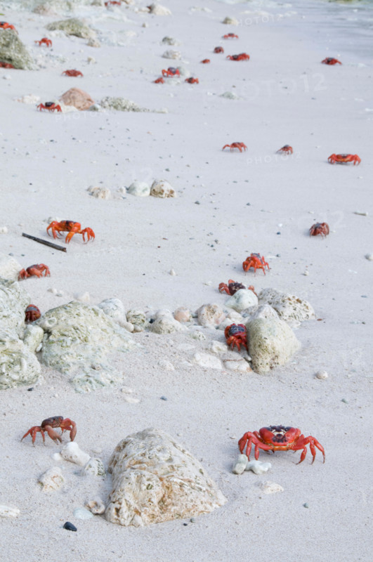 Red Crabs, Gecarcoidea natalis, on beach, Christmas Island, Australia