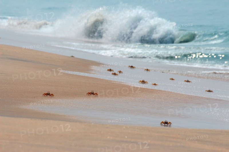 many crabs on beach