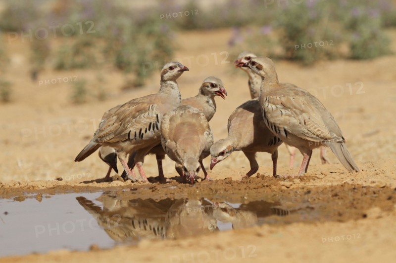 Chukar Partridge or Chukar (Alectoris chukar) Photographed in Israel, Near a water pool Negev desert. A Palearctic upland gamebird in the pheasant fam