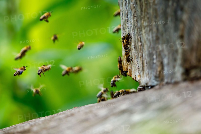 A swarm of honey bees at the bee house
