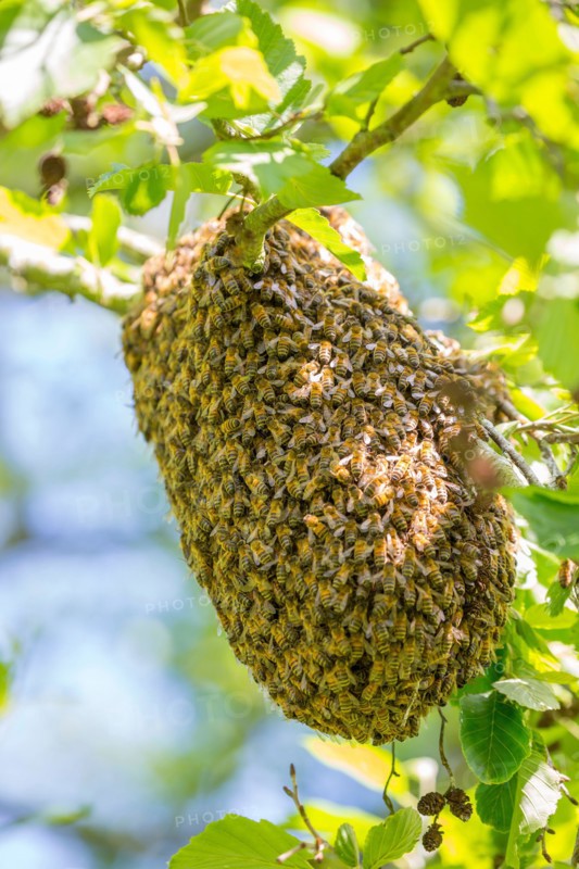 Close up of a swarm of wild UK honey bees gathering together on the branch of a public park tree to form a temporary new home/hive.