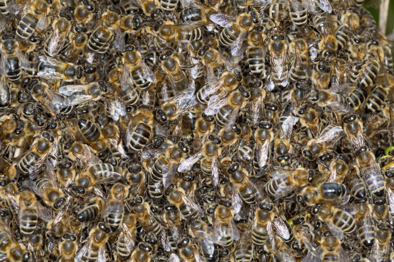 Honigbiene, Bienenschwarm, Schwarm, Volk schwärmt aus, Bienenvolk, Honig-Biene, Europäische Honigbiene, Westliche Honigbiene, Biene, Bienen, Apis mell