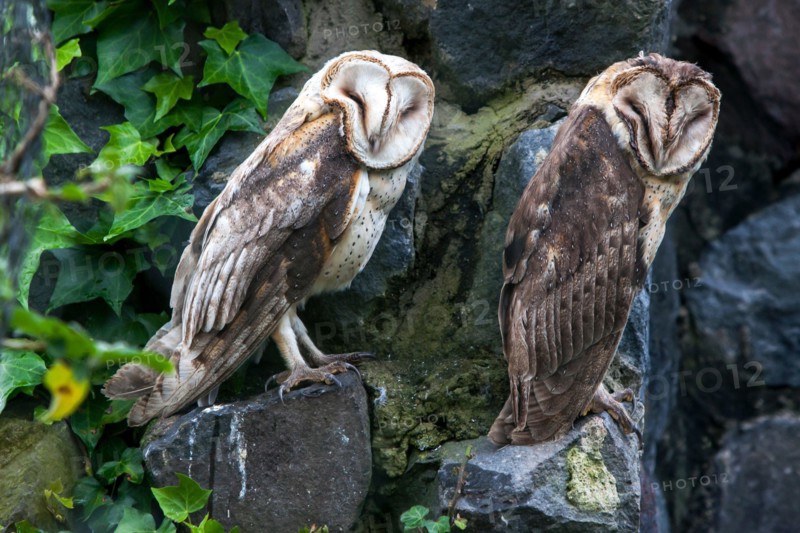 A pair of Barn owls at Condor Park at Otavalo in Ecuador. Condor Park is home to many of South Americas endangered bird species.