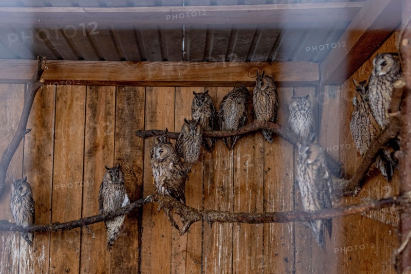 Lviv, Ukraine. 21st Oct, 2023. Rescued owls from Kherson region are seen in a big cage at Domivka animal shelter in Lviv. Domivka Vryatovanykh Tvaryn is a charitable animal shelter that saves animals from human cruelty and creates comfortable conditions for them to continue living in a shelter or in the wild. Since the beginning of the Russian-Ukrainian War in Feb 2022, this shelter has become a place of refuge for many animals from the frontline battlefield. Credit: SOPA Images Limited/Alamy Live News