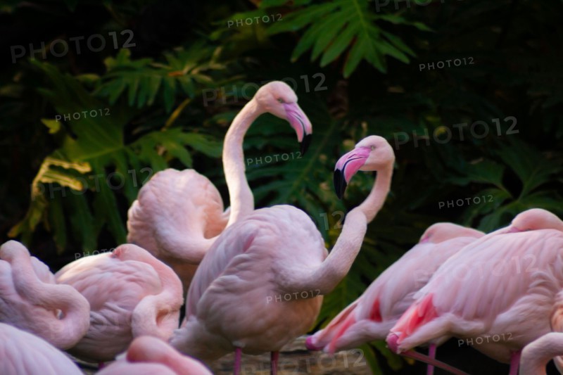 Two greater flamingos in a flock, Phoenicopterus roseus