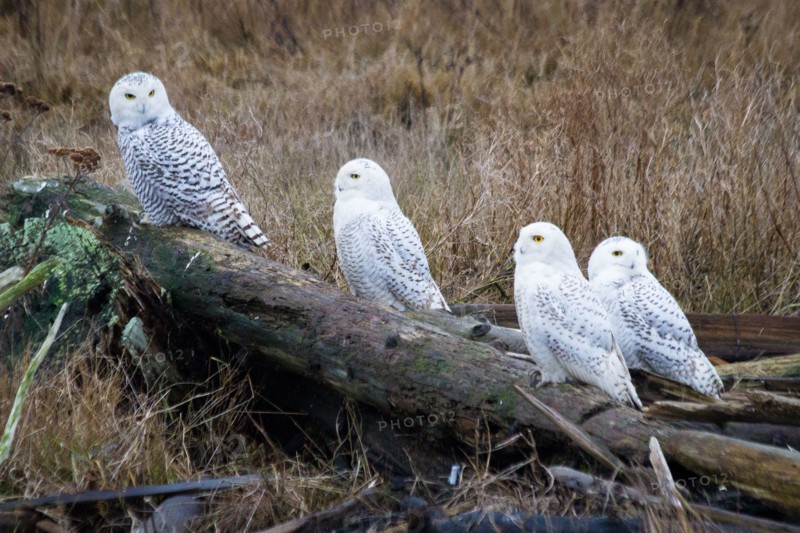Four snowy owls surveying their surroundings from logs at the beach. Boundary Bay Regional Park, Canada