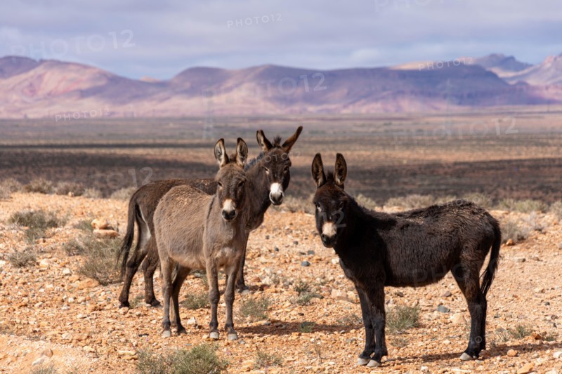 Wild Donkeys in the Arid Landscape of Morocco