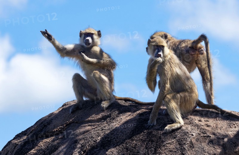 Groups of Yellow Baboon will spend a lot of time grooming their peers. This mutual behaviour is a way for forming bonds and alliances within the clan