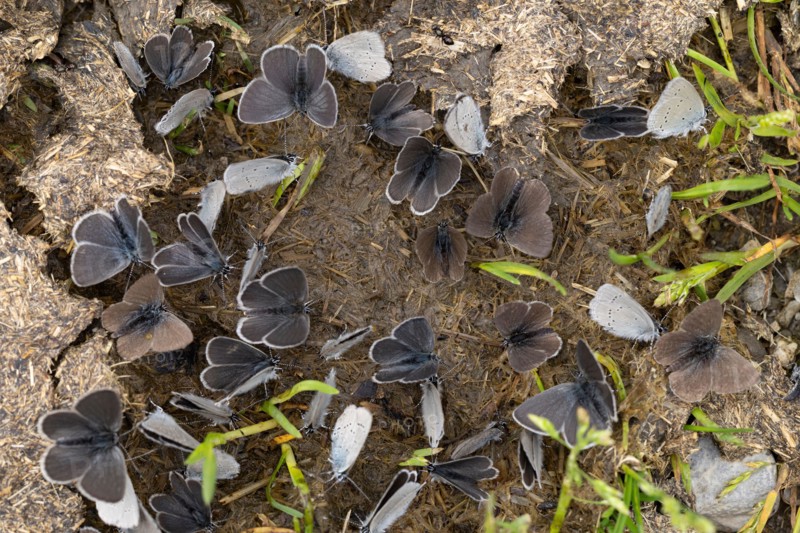 Plenty of Several small blue (cupido minimus) are on a cow pat and sucking salty moisture