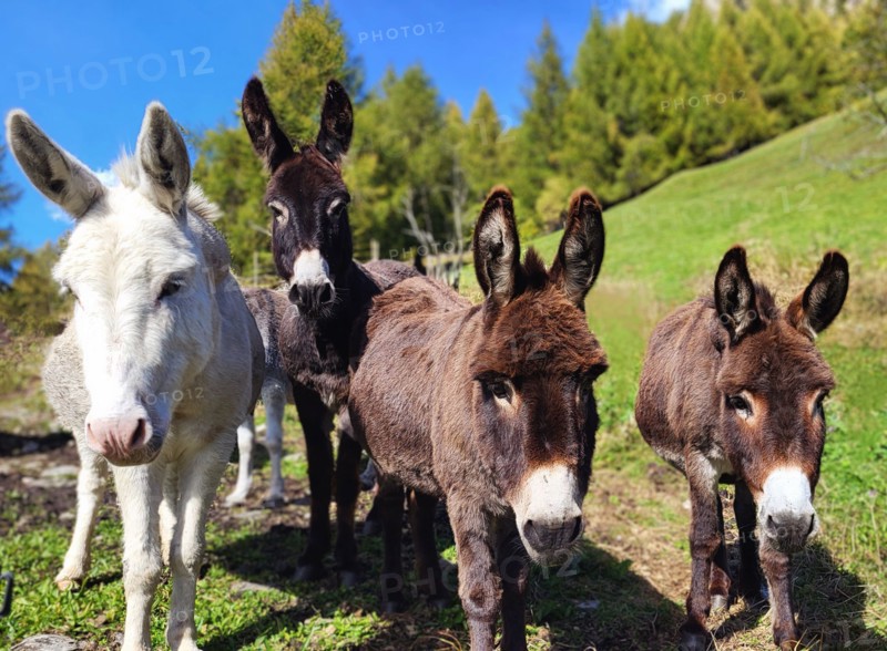 Four curious donkeys standing on a green meadow in the Swiss mountains
