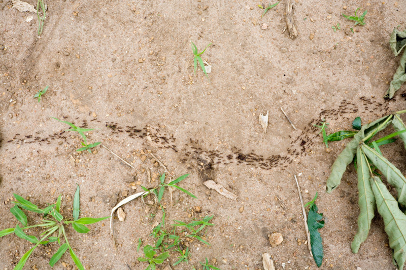 Column of ants in Mombala (Mambala) village Malawi Africa