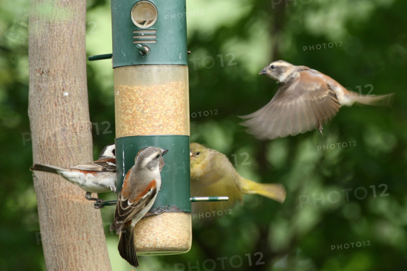 Grey-headed sparrows at bird-feeder with one about to land and another in flight