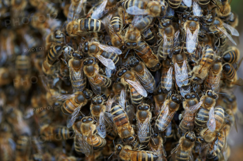 Honey bees swarming in a hedgerow, East Yorkshire, UK. Swarm of bees
