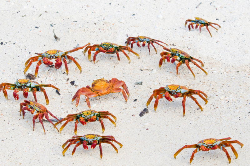 Sally Lightfoot crabs on beach on Baltra Island in the Galapagos Islands Ecuador
