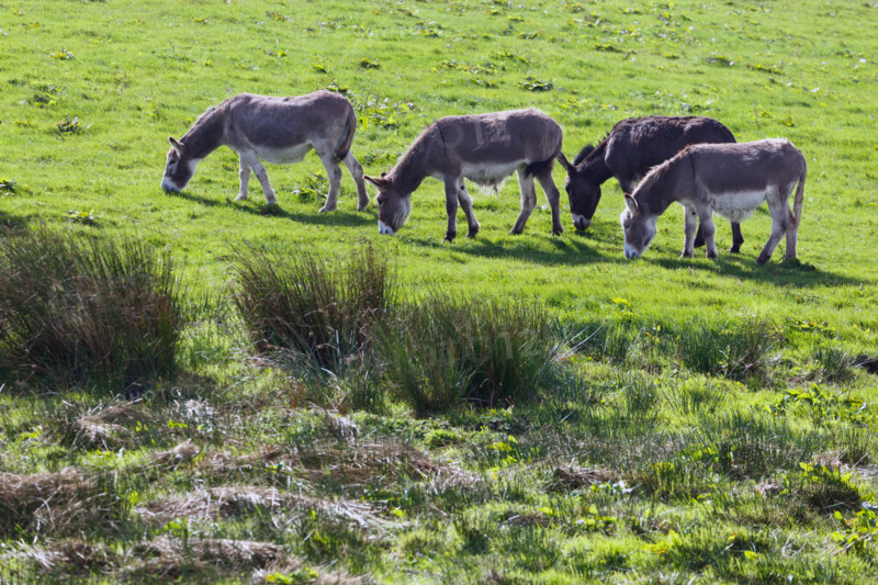 Four donkeys grazing in a field near Balldehob, County Cork, Republic of Ireland.