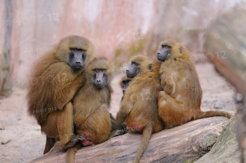 baboons
