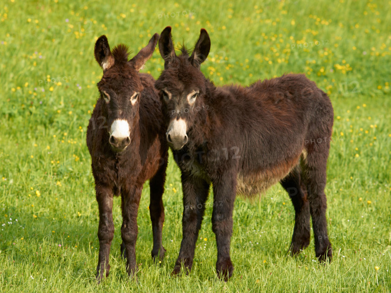 Dark brown donkeys on a flowered meadow