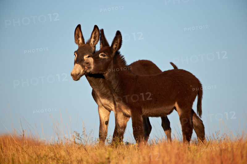 Two young wild burro (donkey) (Equus asinus) (Equus africanus asinus) playing, Custer State Park, South Dakota, USA