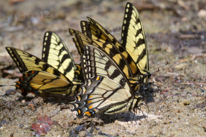 A group of tiger swallowtail butterflies (Papilio glaucas) licking wet mud at a lake bank, Georgia, USA.