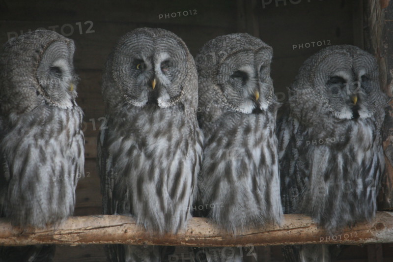 Four owls sitting peacefully on a branch.