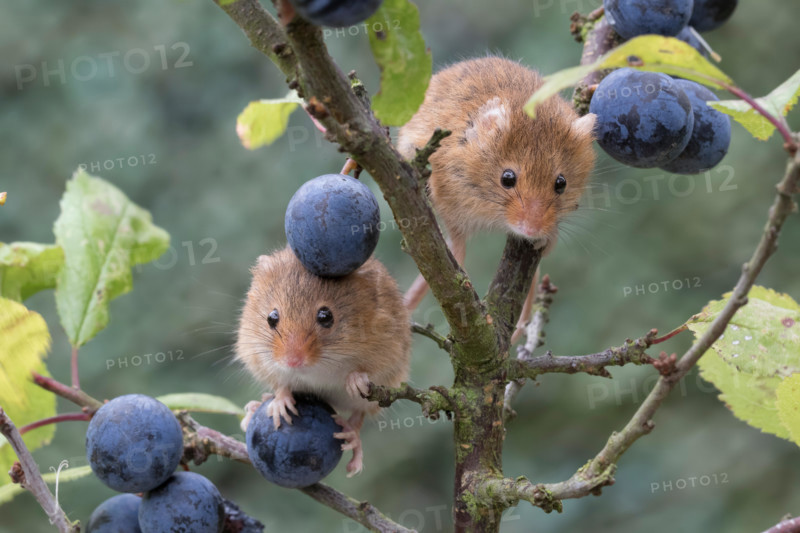 harvest mice/mouse,  Micromys minutus, close up portrait posing on a variety of plants, flowers and harvest crops. facial and group image