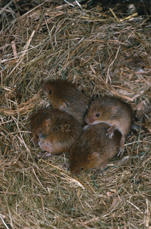 HARVEST MOUSE young in nest.  (Micromys minutus).  Litter of eight with four remaining, approximately 10 day old.Of an age to disperse from the nest.