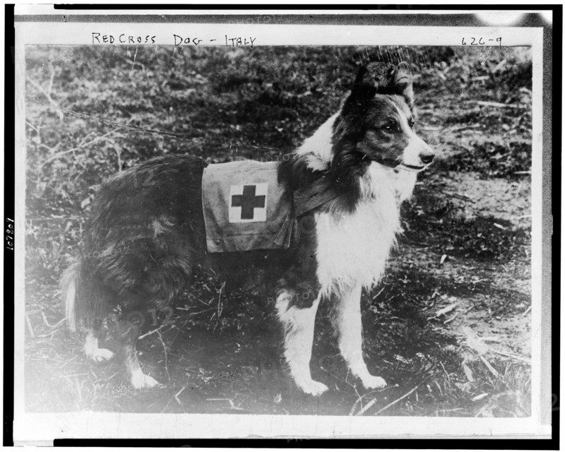 Red Cross dog - Italy