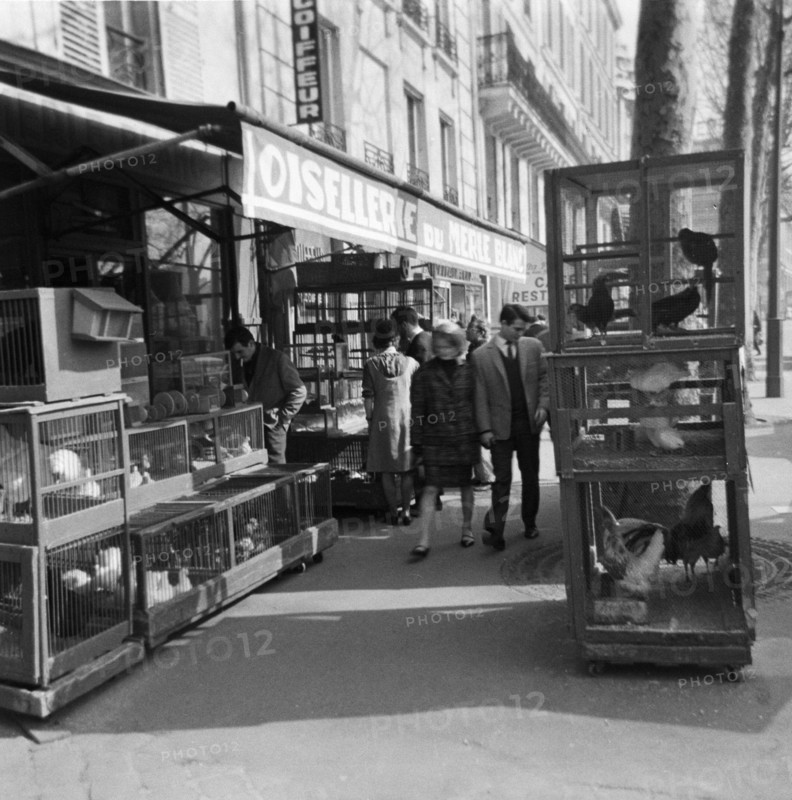 Pariser Bilder [The street life of Paris]  Aviaries at the entrance of a bird trade Date: 1965 Location: France, Paris Keywords: animal stores, street images, birds, aviaries, shops