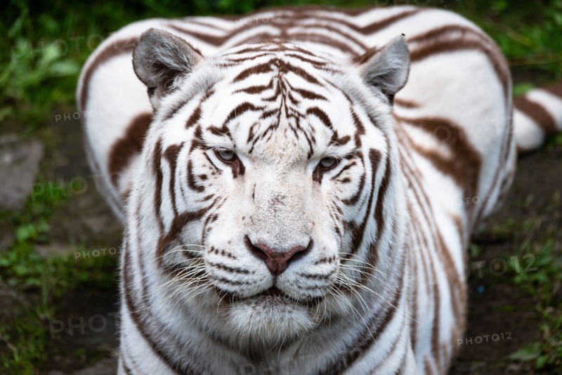 A beautiful white Bengal tiger.
