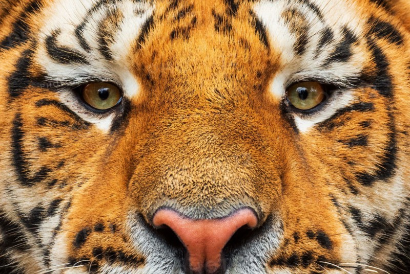 Siberian Tiger - Panthera tigris, beautiful large cat from Asian forests and woodlands, Russia.