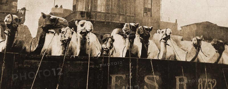 WWI - THE IMPERIAL CAMEL CORPS  BRIGADE (ICCB) was a camel-mounted infantry brigade that the British Empire raised in December 1916 for service in the Middle East. Initially very small, it  grew to a brigade of four battalions, (Great Britain, New Zealand and two  from Australia. This shows   a  railway truckload of camels during transportration
