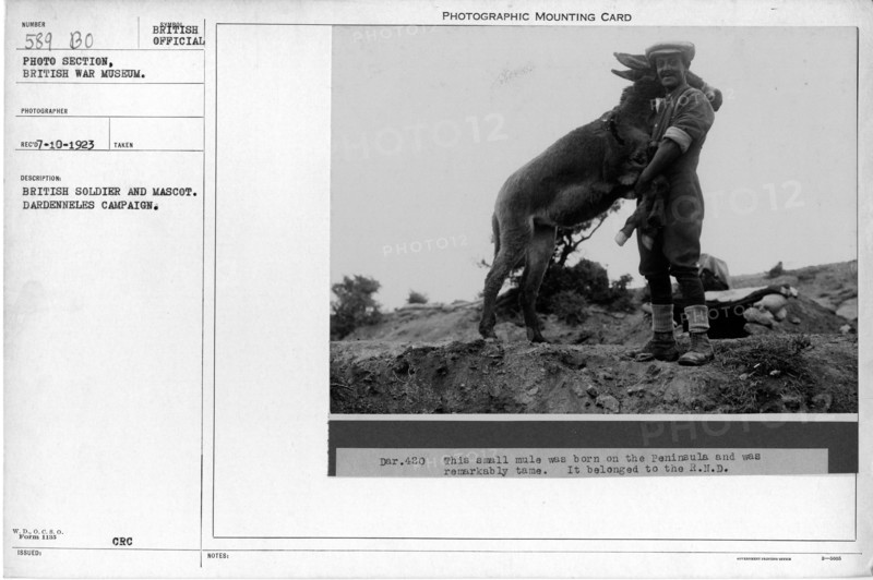 British soldier and Mascot. Dardanelles Campaign. Collection of World War I Photographs, 1914-1918 that depict the military activities of British and other nation's armed forces and personnel during World War I.