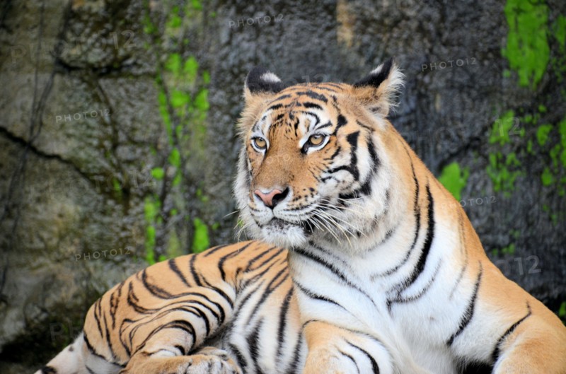 Portrait of a Royal Bengal Tiger alert and Staring at the Camera. National Animal of Bangladesh