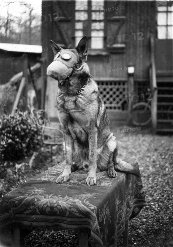 A 1917 photograph from World War I showing a dog from the French Red Cross wearing a gas mask, symbolizing the vital roles animals played during the war.