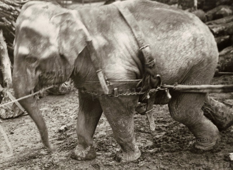 An elephant drags wood along the German front during World War I, helping with military logistics. 1915.
