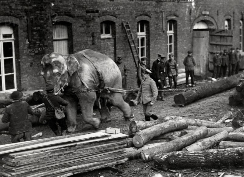 An elephant transports wood at the German front during World War I, serving as a pack animal in wartime. 1915.