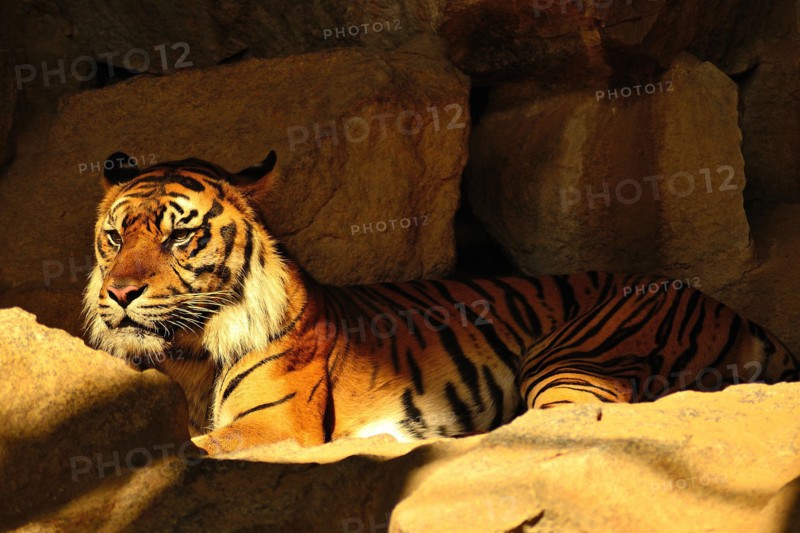 The Sumatran tiger, the smallest tiger subspecies. They are highly endangered.