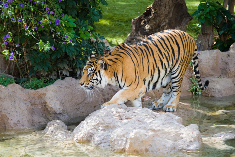 Beautiful Tiger