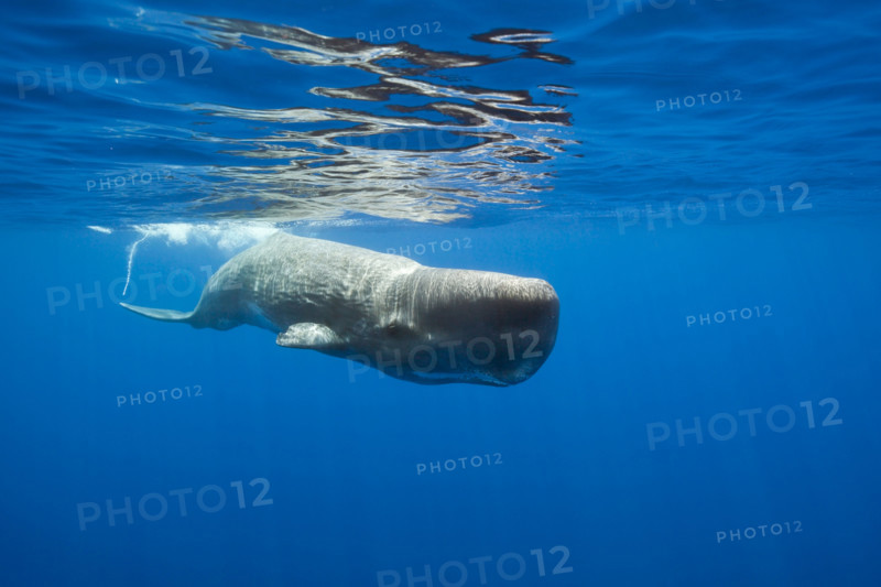 Sperm Whale, Physeter macrocephalus, Port Elizabeth, Indian Ocean, South Africa