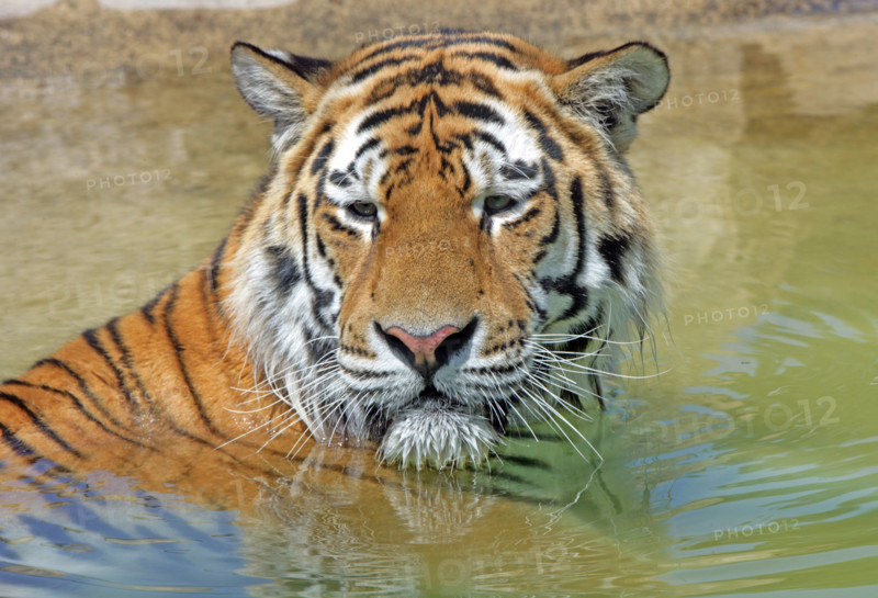 A male Bengal Tiger bathing in a shallow pool