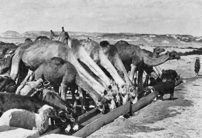 Watering hole at  Kuseimeh, Palestine, circa 1916.
