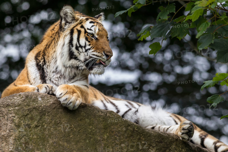 The beautiful Tiger