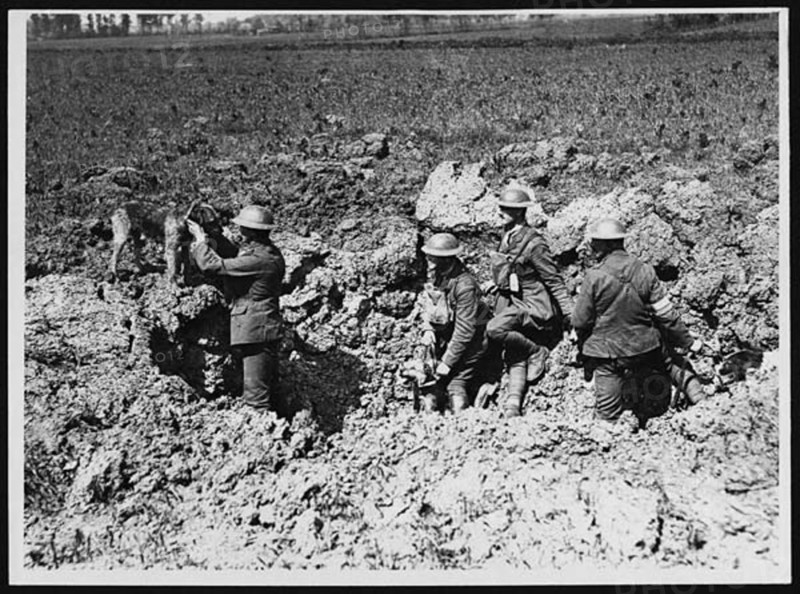 A dog delivers a message to Allied forces, with a shell hole serving as a makeshift post. During World War I, animals, particularly dogs, played crucial roles in delivering messages under dangerous conditions.