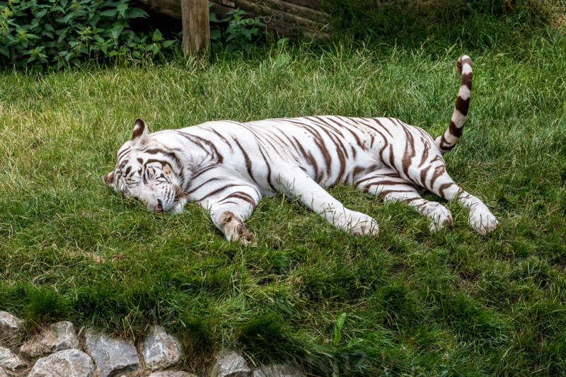 Broxbourne, Hertfordshire, UK. 28th July, 2015. Tigers are the largest of the world’s big cats and this magnificent animal, with its distinctive black stripes has had a dedicated to it since 2010 and was started at an international summit that had been called in response to the shocking news that 97% of all wild tigers had disappeared in the over the last 100 years, with only around. 3,000 thought to be left alive. Tigers are on the brink of extinction and International World Tiger Day aims to bring attention to this fact Credit:  darren Attersley/Alamy Live News