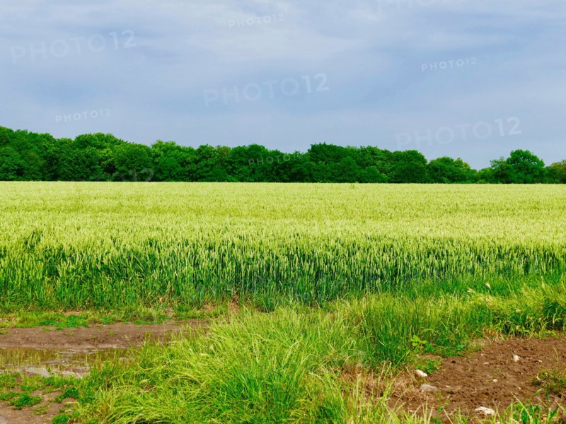 Wheat fields next to the Cimetière d'Auvers-sur-Oise, Auvers-sur-Oise cemetery where Vincent van Gogh and his brother Theo are buried. June 2017.