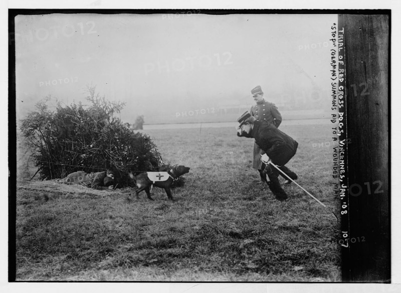 This image captures a Red Cross dog in Vincennes, France, summoning help for a wounded man. The photograph highlights the vital role of animals in wartime rescue efforts and humanitarian aid.